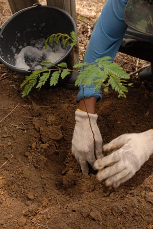 Recuperação da Mata Atlântica na Bahia. Crédito: Enrico Marone